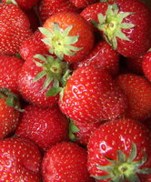 Katalóg Svet dvierok